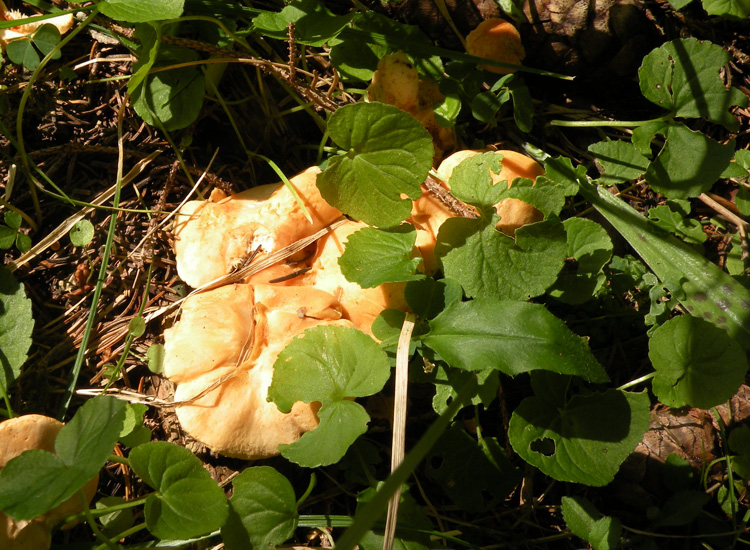 Hydnum repandum e....